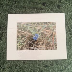 Blue Flower Art Photography Print